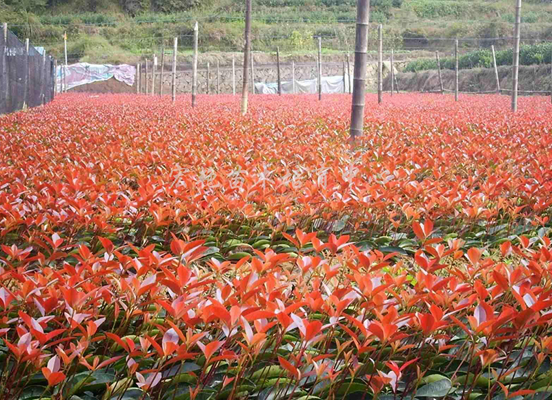 紅葉石楠