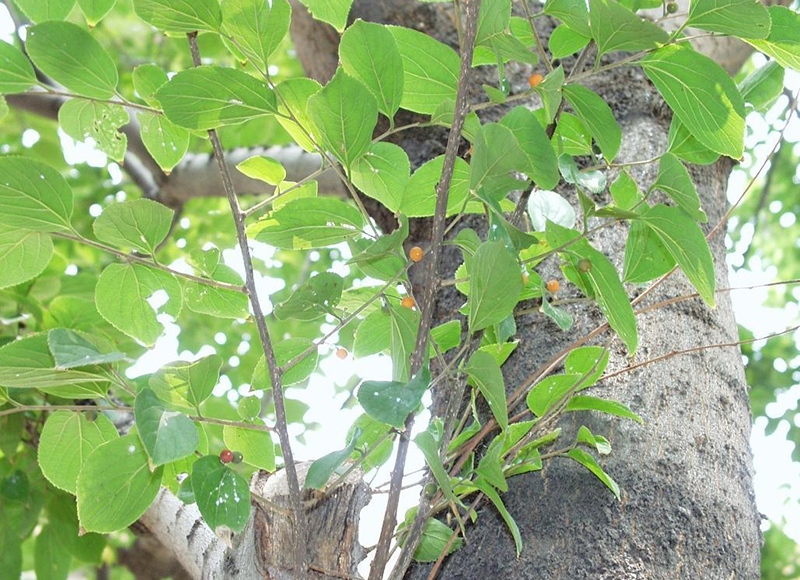 1619589434412287.jpg src=http___gss0.baidu.com_-fo3dSag_xI4khGko9WTAnF6hhy_zhidao_pic_item_8b82b9014a90f603e5d6c6ad3912b31bb151edf2.jpg&refer=http___gss0.baidu.jpg