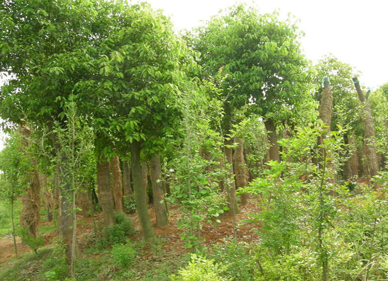 1619590605646767.jpg src=http___b2b.image.yuanlin.com_Biz_2009-12_20091291159216496.jpg&refer=http___b2b.image.yuanlin.jpg