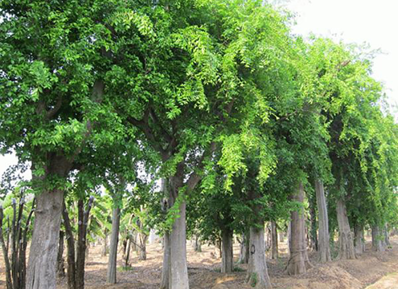 1619746947123402.jpg src=http___img.312green.com_img_product_27_26604_148223911876.gif&refer=http___img.312green.jpg